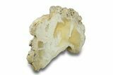 Agatized Fossil Coral Geode - Florida #271635-3